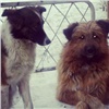 Чиновники из мэрии Кызыла попали под уголовное дело за плохой контроль за отловом бродячих собак