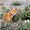 «Не приближайтесь к ласковой лисице»: неподалеку от Красноярска обнаружили бешеных животных