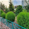 Мэр Красноярска вдвое увеличил финансирование конкурса на необычное озеленение дворов. Победители получат по 100 тысяч