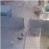 Неизвестные напали с ножом на отловщиков бродячих собак в Красноярске (видео)
