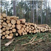 Красноярский край вошел в число регионов-лидеров по нелегальным лесозаготовкам (видео)