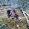 В парке «Ергаки» застрелили медведя-людоеда
