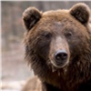 В охотнадзоре рассказали о медведе-людоеде на Ергаках и назвали численность хищников в регионе