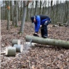 «Черный лесоруб» в Красноярском крае спилил деревья на полмиллиона рублей