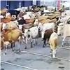 130 коров сбежали от фермера и заняли парковку возле аэропорта в Абакане (видео) 