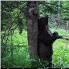 В красноярском нацпарке сфотографировали водные процедуры бурого медведя