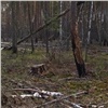 Пять лет колонии получил предприниматель из Красноярского края за незаконную рубку леса на сумму более 22 млн рублей