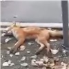 Вторую мертвую лисицу нашли в Красноярске 
