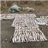 Двух браконьеров с крупным уловом задержали на юге Красноярского края (видео)
