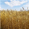 Краевым хозяйствам дали более 350 миллионов рублей на производство масличных и зерновых культур
