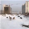 За месяц в Красноярске отловили 169 бездомных собак