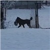 В Красноярске бродячая собака украла у школьника портфель (видео)