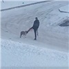 Красноярец избил свою собаку во дворе дома (видео)
