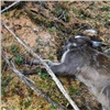 В Красноярском крае за убийство кабарги браконьеры получили условные сроки и 1,2 миллиона штрафа