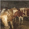 В Красноярском крае парень украл с фермы быков. Пропажу заметили через месяц