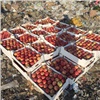 В Красноярске уничтожили еще 808 кг подозрительных яблок 