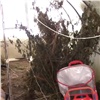 У жителя Енисейского района изъяли более 8 кг марихуаны (видео)