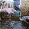 «Это ваш новый товарищ»: фламинго Гриша из Якутии присоединился к стае птиц в красноярском зоопарке (видео)