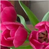 В Красноярске перед 8 марта сильно подорожали тюльпаны 