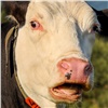 В красноярском Солнечном ищут двух коров (видео)