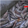 Рыбный цех в Красноярске оштрафовали за антисанитарию и кота 