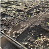 Красноярские озеленители приготовили почти 800 тысяч ростков рассады для городских клумб