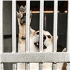 Приют для животных в Берёзовском районе наказали за антисанитарию и плохое содержание собак 