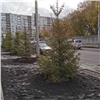 Более 7,5 тысяч новых деревьев и кустарников высадят в этом году в Красноярске