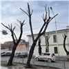 «Каждый год одно и то же»: красноярцы жалуются на уродливую обрезку деревьев