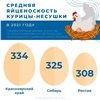 В Красноярском крае самые продуктивные курицы в Сибири