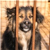 Красноярцы пожертвовали бездомным псам более 270 кг еды 