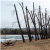 На красноярском Татышеве могут вырубить еще больше сотни деревьев 