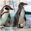 Красноярцев просят придумать имя первому в «Роевом ручье» птенцу пингвина Гумбольдта
