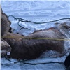 В Красноярском крае северянина будут судить за убийство диких северных оленей (видео)