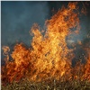 «Пили и курили»: полицейские поймали поджигателей травы в Зелёном Бору (видео)