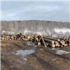  «Чёрный лесоруб» спилил на 1,5 млн рублей елей, пихт и сосен в Красноярском крае