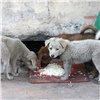 Красноярцев вновь просят помочь бездомным псам и кошкам с едой