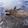 В заповеднике на севере Красноярского края засняли плывущих через реку сохатых
