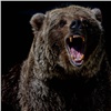 Красноярских туристов предупредили о медведе на «Столбах»