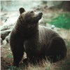 Пенсионер из Иркутской области с помощью ножа отбился от медведя