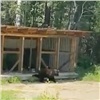 «Думаем, еще вернется»: в Мотыгино медведь в поисках еды забрел на территорию больницы (видео)