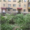 На Красной Армии продолжают сносить деревья ради благоустройства (видео)