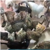 Красноярская полиция показала скандальный приют с истощенными животными и забрала хозяйку для объяснений (видео)