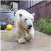 В Красноярск «на летние каникулы» привезли сына белого медведя Командора Седова