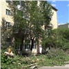 Подрядчика накажут за поврежденные деревья на улице Красной Армии в Красноярске 