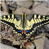 На юге Красноярского края засняли краснокнижную бабочку с «хвостатыми» крыльями