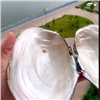 Красноярцы собирают в Енисее гигантские раковины моллюсков
