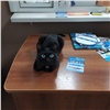 ГИБДД Красноярска ищет хозяев черного кота (видео)