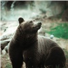 Туристы сообщили о встрече с медведем рядом с Красноярской ГЭС 