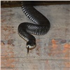 На красноярских «Столбах» заметили ядовитую змею 
